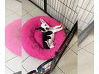 French Bulldog PUPPY FOR SALE ADN-615733 - Luna