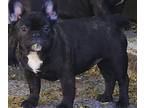 French Bulldog PUPPY FOR SALE ADN-615298 - This is a gorgeous black brindle hes