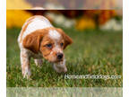 Brittany PUPPY FOR SALE ADN-615354 - Orange and white Roan French Brittany