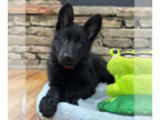 German Shepherd Dog PUPPY FOR SALE ADN-615454 - AKC West German Show Line German