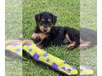 Airedale Terrier PUPPY FOR SALE ADN-615632 - Airedale Terrier puppies
