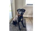 Adopt Butch a Black - with White Labrador Retriever / Mixed dog in Kalispell