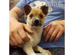 Adopt Morty a White - with Tan, Yellow or Fawn Rat Terrier / Mixed dog in