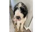 Adopt Koby a White - with Black Aussiedoodle / Mixed dog in Perry, GA (38256016)