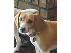 Adopt Sadie a Tan/Yellow/Fawn - with White Beagle / Mixed dog in Norman