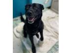 Adopt Lucky Charm a Black Labrador Retriever / Mixed dog in Altoona
