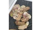 Medium Goldendoodle Puppies