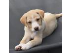 Adopt Skittles a Labrador Retriever, Mixed Breed