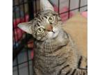 Adopt Linda -- Bonded Buddy With Ralph a Domestic Short Hair