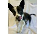 Adopt Pepperoni a Mixed Breed