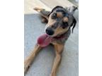 Adopt Lilly a Mixed Breed, Catahoula Leopard Dog