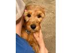 Adopt Cynthia a Goldendoodle, Aussiedoodle