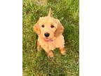 Adopt Astrid a Goldendoodle, Aussiedoodle