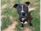 Adopt BARBIE a American Staffordshire Terrier