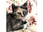 Adopt JEANNIE - Gorgeous, Sweet, Playful, Smart, Sassy, Snuggly, 12-Week-Old