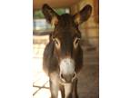 Adopt Jasper and Jade a Gray Donkey/Mule/Burro/Hinny horse in Sharon Center