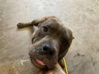Adopt A824931 a Pit Bull Terrier