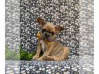 French Bulldog PUPPY FOR SALE ADN-615796 - Adorable AKC French Bulldog Puppy