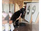 German Shepherd Dog PUPPY FOR SALE ADN-616228 - Chief