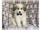 Great Pyrenees PUPPY FOR SALE ADN-616189 - Hawk