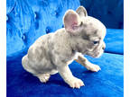 French Bulldog PUPPY FOR SALE ADN-616278 - ZENDAYA BLUE TRI MERLE FEMALE AND