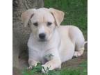 Adopt Pez a Labrador Retriever, Mixed Breed