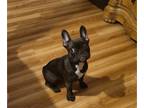 French Bulldog PUPPY FOR SALE ADN-615856 - Bestie Lovely Frenchie