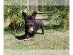 French Bulldog PUPPY FOR SALE ADN-616010 - French bulldogs