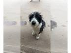 Aussiedoodle DOG FOR ADOPTION ADN-616102 - AussieDoodle for Adoption