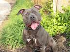 Adopt JUGHEAD a Pit Bull Terrier, Boxer