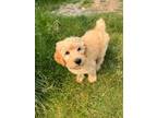 Adopt Clarence a Goldendoodle, Aussiedoodle