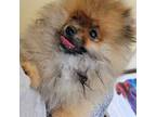 Pomeranian Puppy for sale in Goose Creek, SC, USA