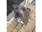 Adopt Reggie Miller (A153318) a Staffordshire Bull Terrier
