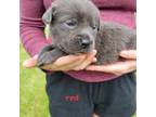 Cane Corso Puppy for sale in Heath, OH, USA