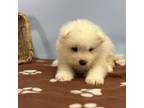 Samoyed Puppy for sale in Shipshewana, IN, USA