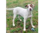 Adopt Millie (Daisy) a Mixed Breed
