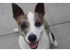 Adopt Esther/ Esme a Catahoula Leopard Dog, Mixed Breed