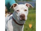 Adopt Gia a Pit Bull Terrier, Mixed Breed