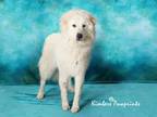 Adopt PECAS a Great Pyrenees, Mixed Breed