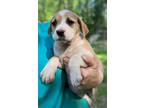 Adopt Phoebe a Beagle, Labrador Retriever