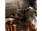 Adopt Jamaica a Pit Bull Terrier