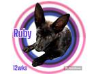 Adopt RUBY - SWEETNESS OVERLOAD a Shepherd, Dutch Shepherd