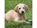Adopt Adele- MA-eligible! a Yellow Labrador Retriever, Golden Retriever