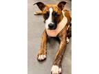 Adopt Athena a Boxer, Staffordshire Bull Terrier