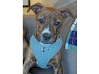 Adopt Hera a Boxer, Staffordshire Bull Terrier
