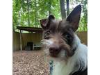 Adopt Gremlin a Parson Russell Terrier