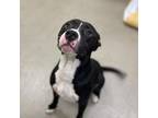 Adopt Meatloaf a American Staffordshire Terrier