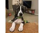 Adopt Moe a German Shorthaired Pointer, Catahoula Leopard Dog