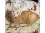 Adopt DUCKY - (PRE-ADOPTION) Stunning, Playful, Gentle, Silly, Silky, Snuggly