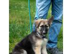 Adopt Dodge a German Shepherd Dog